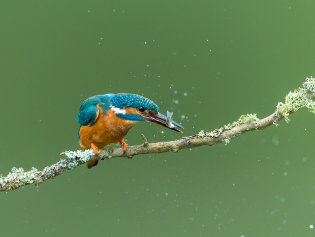 Photo Competition - My Wild Sussex